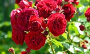 Роза Флорибунда Rotkappchen: ekodis.com