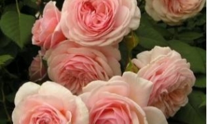 Роза Английская A Shropshire Lad: ekodis.com