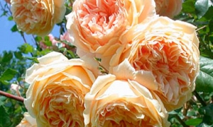 Роза Английская Crown Princess Margareta: ekodis.com