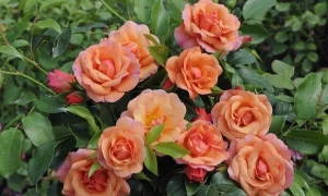 Роза Флорибунда Aprikola: ekodis.com