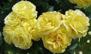 Роза Шраб Lichtkonigin Lucia: ekodis.com