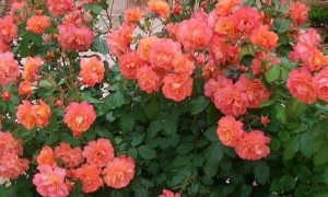 Роза Шраб Westerland: ekodis.com