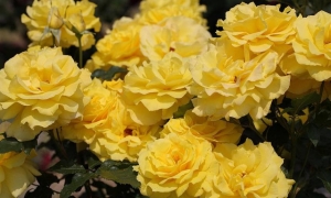 Роза Флорибунда Friesia: ekodis.com