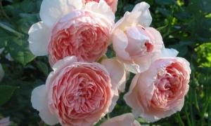 Роза Английская William Morris: ekodis.com