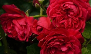 Роза Флорибунда Red Leonardo da Vinci: ekodis.com