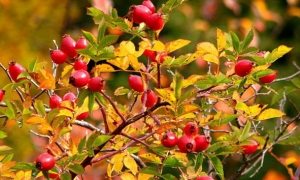 Шиповник: ekodis.com