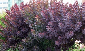 Скумпия кожевенная «Royal Purple»: ekodis.com