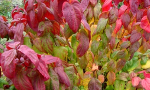Спирея японская «Macrophylla»: ekodis.com