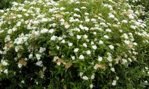 Спирея японская «Albiflora»: ekodis.com