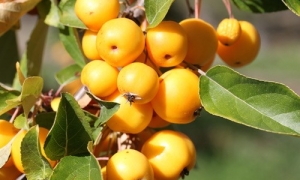 Яблоня «Golden Hornet»: ekodis.com