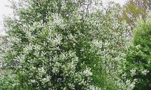 Черёмуха виргинская: ekodis.com