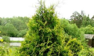 Туя западная «Aureospicata»: ekodis.com