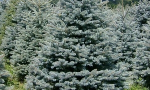 Ель Колючая 