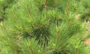 Сосна жёлтая «Ponderosa»: ekodis.com