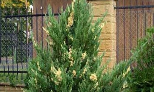 Можжевельник китайский «Stricta Variegata»: ekodis.com