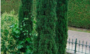 Тис ягодный «Fastigiata Robusta»: ekodis.com