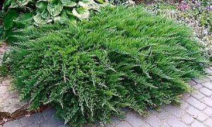 Можжевельник казацкий «Rockery Gem»: ekodis.com