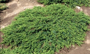 Можжевельник обыкновенный «Green Carpet»: ekodis.com