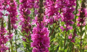 Дербенник иволистный «Lythrum salicaria the Beacon»: ekodis.com