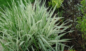 Фалярис «Variegata»: ekodis.com