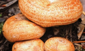 Мицелий грибов - рыжик