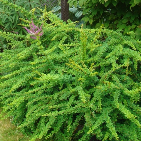 Барбарис Тунберга 