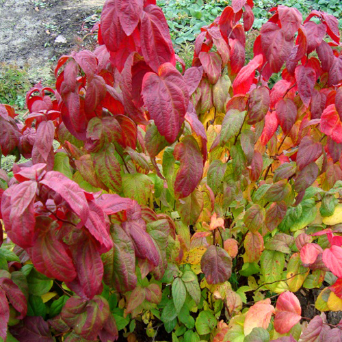 Спирея японская «Macrophylla»: ekodis.com