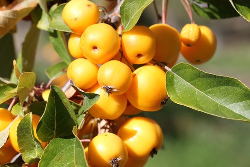 Яблоня «Golden Hornet»: ekodis.com