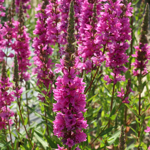 Дербенник иволистный «Lythrum salicaria the Beacon»: ekodis.com