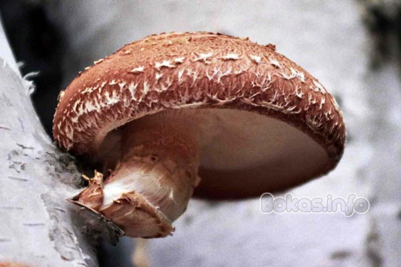 Мицелий грибов - шиитаке императорский