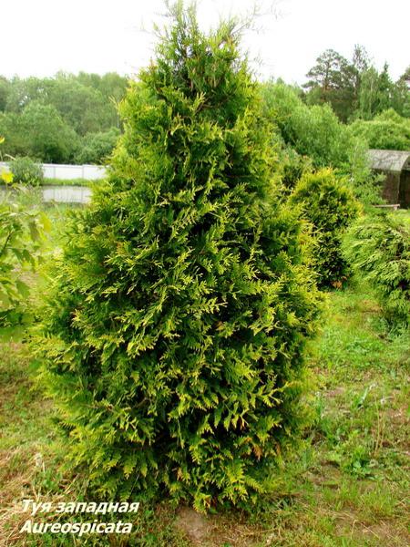 Туя западная «Aureospicata»: ekodis.com