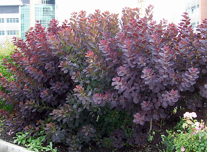 Скумпия кожевенная «Royal Purple»: ekodis.com