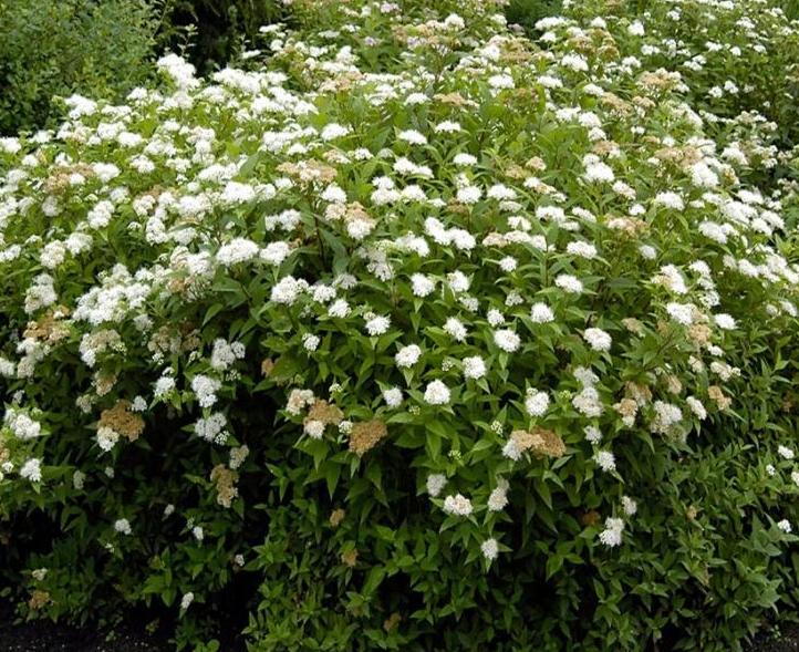 Спирея японская «Albiflora»: ekodis.com