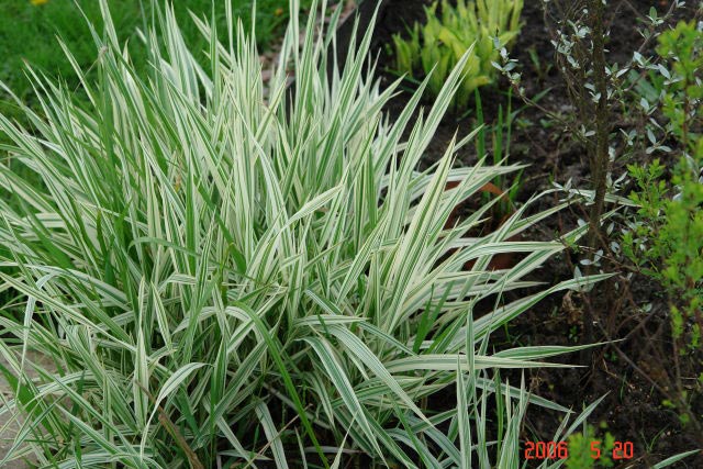 Фалярис «Variegata»: ekodis.com