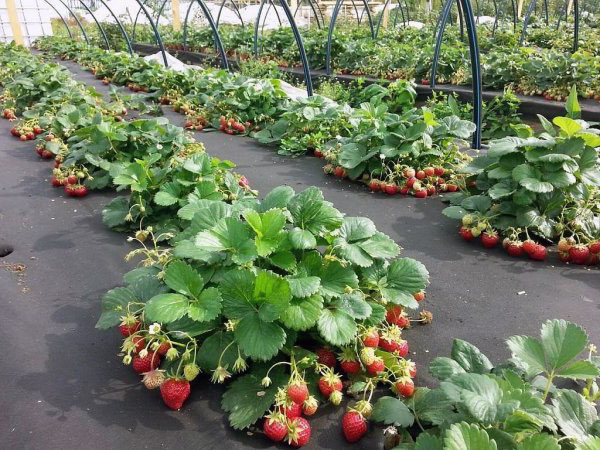 Земляника ремонтантная: ekodis.com