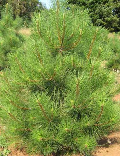 Сосна жёлтая «Ponderosa»: ekodis.com