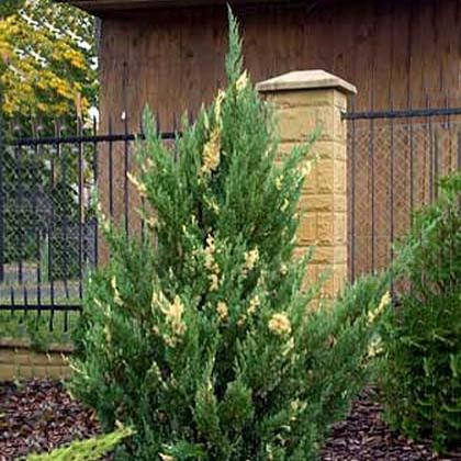 Можжевельник китайский «Stricta Variegata»: ekodis.com