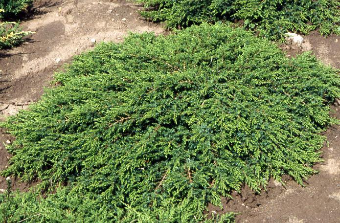 Можжевельник обыкновенный «Green Carpet»: ekodis.com