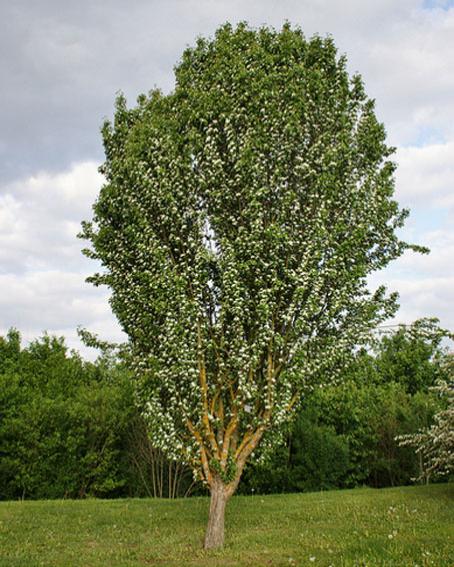 Боярышник однопестичный «Stricta»: ekodis.com