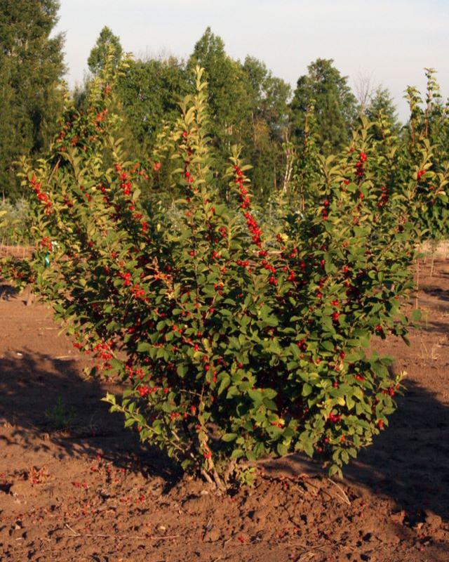 Вишня войлочная «Огонёк»: ekodis.com