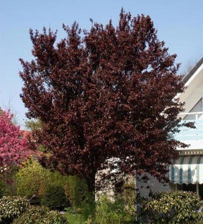 Слива растопыренная «Pissardii»: ekodis.com