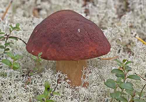 Мицелий грибов - белый гриб сосновый
